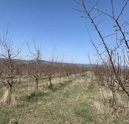 Photo 4 — Agricultural Land in Oblast Pernik, Debeli Lag