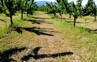 Земеделски имот в Пловдив, с. Йоаким Груево