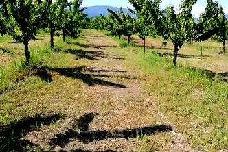 Земеделски имот в Пловдив, с. Йоаким Груево