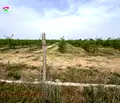 Снимка 3 — Земеделски имот в Пловдив, с. Строево