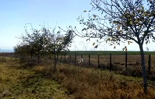 Земеделски имот в Шумен, с. Избул