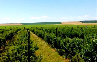 Земеделски имот в Силистра, с. Цар Самуил