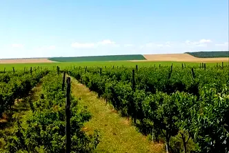Земеделски имот в Силистра, с. Цар Самуил