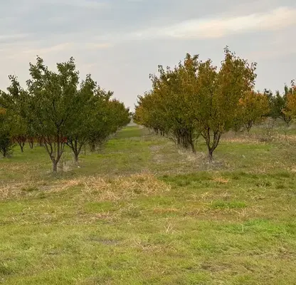 Photo 3 — Agricultural Land in Oblast Silistra, Chernolik