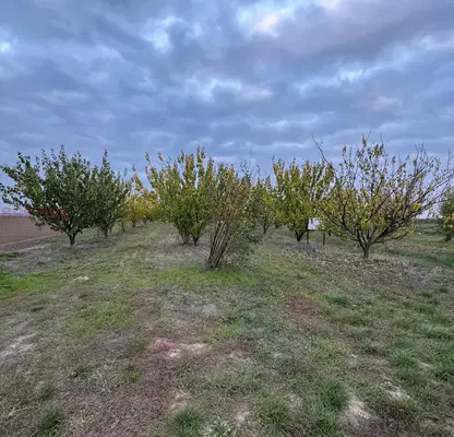 Photo 4 — Agricultural Land in Oblast Silistra, Chernolik