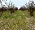 Снимка 5 — Земеделски имот в Силистра, с. Чернолик