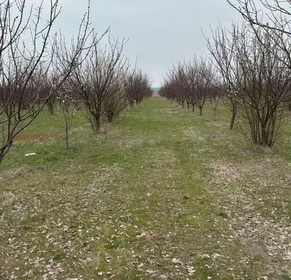 Photo 5 — Agricultural Land in Oblast Silistra, Chernolik