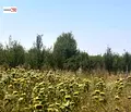 Снимка 2 — Земеделски имот в Стара Загора, с. Средец