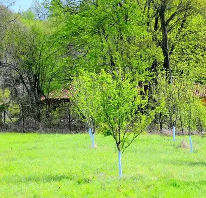 Photo 2 — Agricultural Land in Oblast Veliko Tyrnovo, Elena