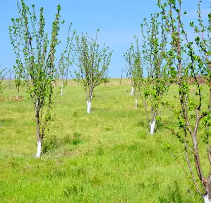 Photo 3 — Agricultural Land in Oblast Veliko Tyrnovo, Elena