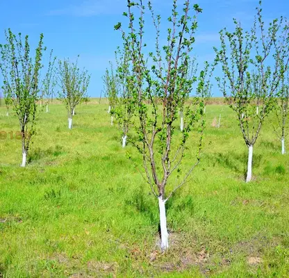 Photo 4 — Agricultural Land in Oblast Veliko Tyrnovo, Elena