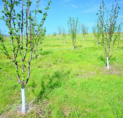 Photo 5 — Agricultural Land in Oblast Veliko Tyrnovo, Elena
