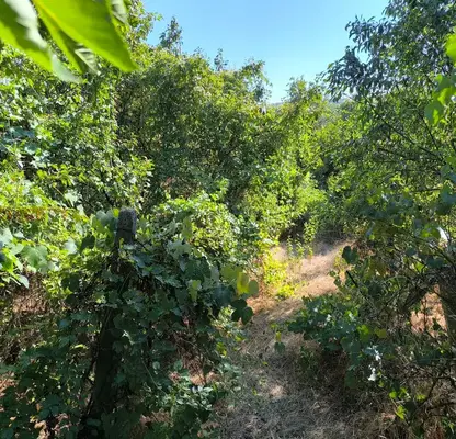 Photo 2 — Agricultural Land in Oblast Vidin, Tiyanovci