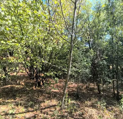 Photo 3 — Agricultural Land in Oblast Vidin, Tiyanovci