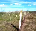 Снимка 2 — Земеделски имот във Враца, с. Нефела