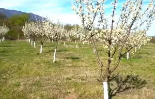 Земеделски имот във Враца, с. Нефела