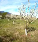 Земеделски имот във Враца, с. Нефела