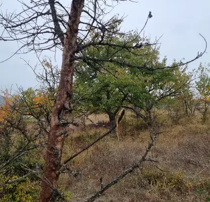 Снимка 4 — Парцел в с. Герман