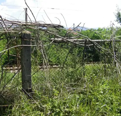 Photo 5 — Plot in Yana