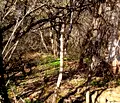 Снимка 2 — Парцел в Нови Искър