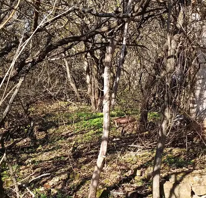 Photo 2 — Plot in Novi Iskyr