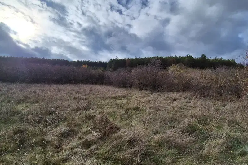 Plot in Voinegovci