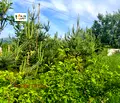 Снимка 4 — Парцел в с. Железница