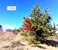 Снимка 2 — Парцел в с. Бистрица