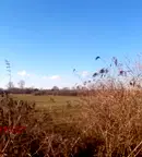 Парцел в с. Чепинци