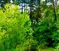 Снимка 3 — Парцел в Банкя