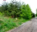 Снимка 4 — Парцел в с. Бистрица