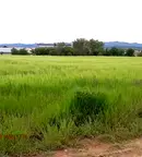 Парцел в с. Чепинци