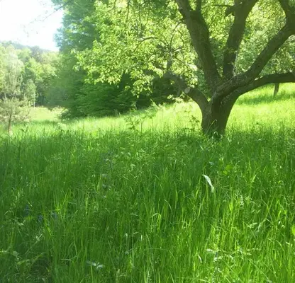Photo 4 — Plot in Vladaya