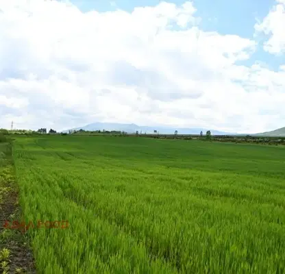 Photo 5 — Plot in Malo Buchino