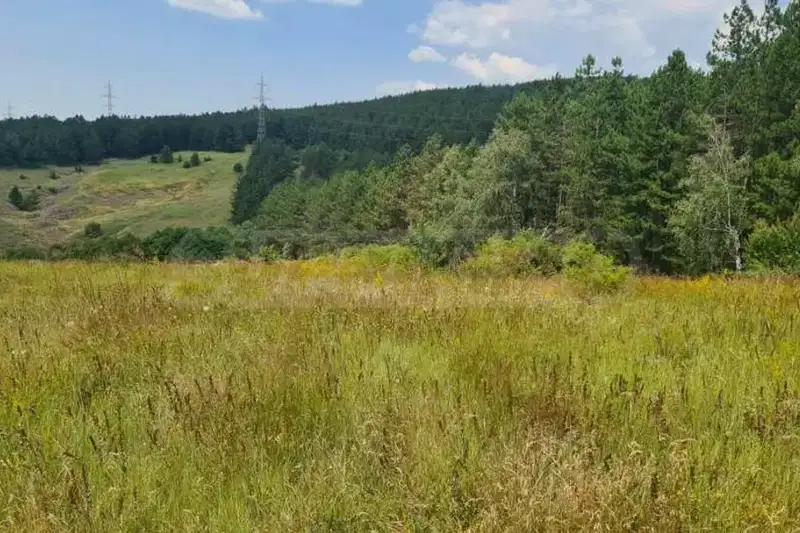 Plot in Voinegovci