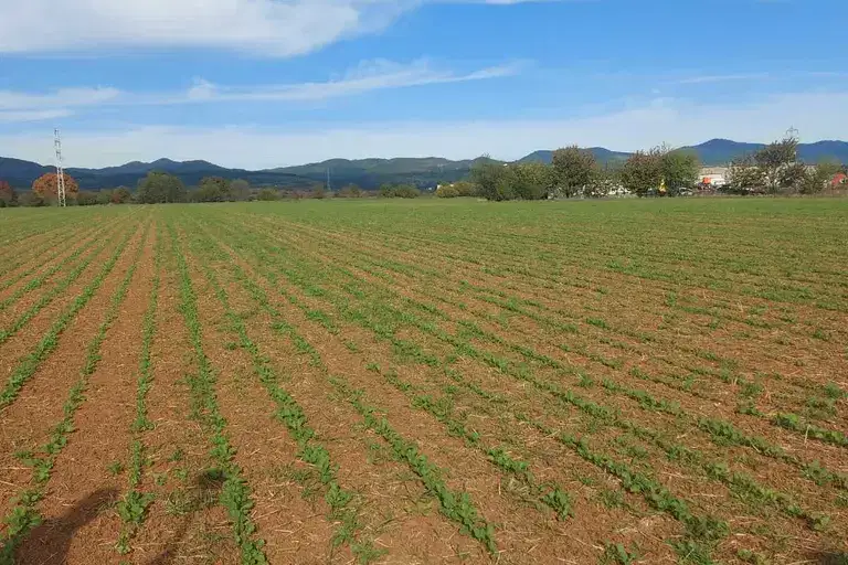 Plot in Negovan