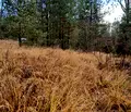 Снимка 4 — Парцел в с. Плана