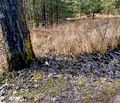 Снимка 5 — Парцел в с. Плана