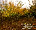 Снимка 4 — Парцел в с. Константиново
