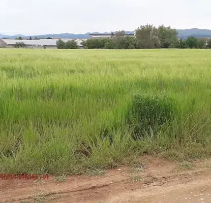 Photo 2 — Plot in Chepinci