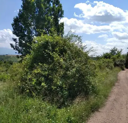 Photo 3 — Plot in Kytina