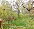 Снимка 5 — Парцел в с. Иваняне