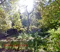 Снимка 3 — Парцел в с. Бистрица