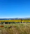 Парцел в с. Тополи