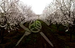 Парцел в с. Изворище