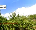 Снимка 3 — Парцел в с. Мировяне