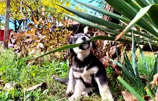 Парцел в Банкя