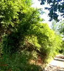 Парцел в Банкя