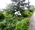 Снимка 3 — Парцел в Банкя