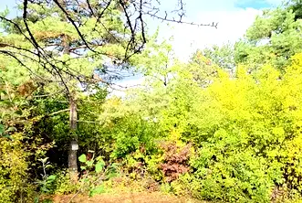 Парцел в с. Панчарево